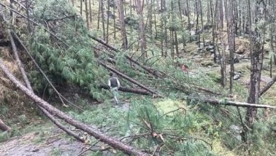 Photo of तूफान से टूटा पेड़, स्कूल से लौट रहे छात्र-छात्रा की दबने से मौत; गांव में मातम