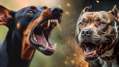 Photo of देहरादून : राजधानी में पाले जा रहे खतरनाक प्रजाति के 300 से ज्यादा कुत्ते, 23 ऐसी नस्लों पर है प्रतिबंध