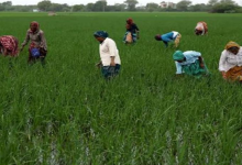 Photo of किसानों के लिए पंजाब सरकार ने जारी किए नए आदेश
