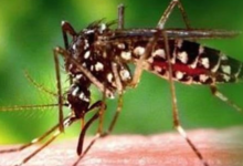 Photo of पंजाब में बढ़ने लगे डेंगू के मरीज, उठाया जा रहा यह कदम