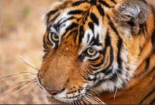 Photo of राजाजी टाइगर रिजर्व में बाघों के आकलन को लेकर तैयारी शुरू