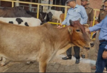 Photo of आज से शुरू होगा गौ संवर्धन अभियान, डेढ़ साल चलेगा अभियान