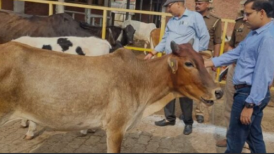 Photo of आज से शुरू होगा गौ संवर्धन अभियान, डेढ़ साल चलेगा अभियान