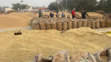 Photo of पंजाब में धान पर बाढ़ की मार: लक्ष्य से 24 लाख मीट्रिक टन कम हुई पैदावार