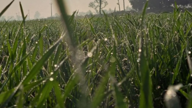 Photo of पचमढ़ी से भी ठंडा रहा इंदौर, पारा 4.1,पैतीस साल का रिकार्ड टूटा