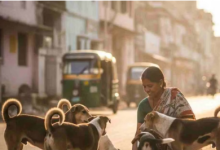 Photo of इंदौर में डॉग फीडिंग को लेकर नई व्यवस्था, निगम ने जारी की सख्त गाइडलाइन
