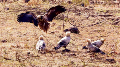 Photo of  इंदौर के आसमान में लौटा ‘सफेद शिकारी’, 9 साल बाद हुई ‘आकाश के रक्षक’ की वापसी