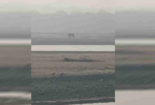 Photo of घायल हाथी की पीड़ा पर संवेदनहीनता भारी, तट पर तड़पता रहा, मदद के लिए लगाता रहा गुहार