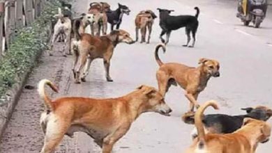 Photo of लुधियाना में आवारा कुत्तों का कहर, 9 साल के मासूम को बनाया निशाना