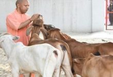Photo of देश में यूपी नंबर वन: योगी सरकार में बढ़ा 40 फीसदी दुग्ध उत्पादन, बड़ी ताकत बनीं ग्रामीण महिलाएं
