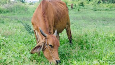 Photo of जेनेटिक परीक्षण से संवरेंगी देसी नस्लें, बढ़ेगी पशुपालकों की आय