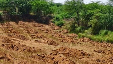Photo of सेंट्रल रिज के 673 हेक्टेयर को मिला आरक्षित वन का दर्जा